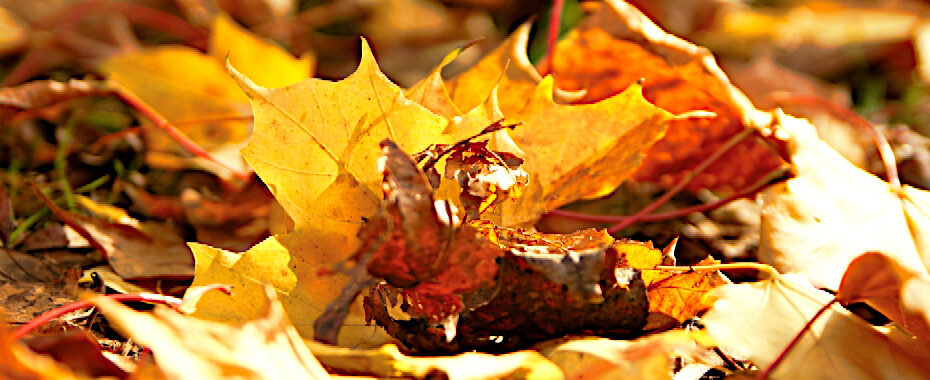 Prodotti del autunno