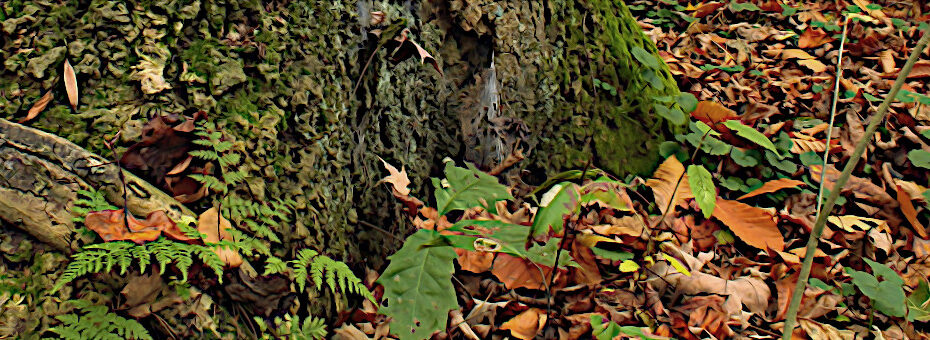 Bosco in autunno